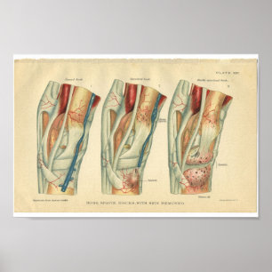 Vintager Pferdeanatomie-Druck des Beines Poster