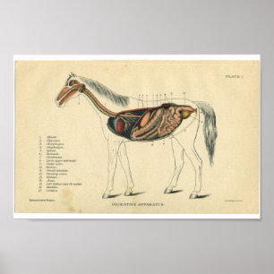 Vintager Pferdeanatomie-Druck-Verdauungssystem Poster
