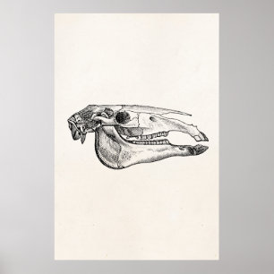 Vintager Pferdeschädel-Skeleton personalisiertes Poster