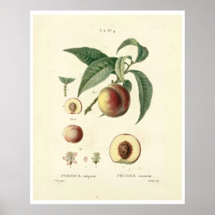 Vintager Pfirsichbaum (Prunus persica) N.4 Poster