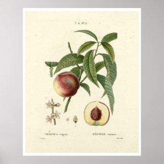 Vintager Pfirsichbaum (Prunus persica) N.6 Poster