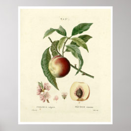 Vintager Pfirsichbaum (Prunus persica) N.7 Poster