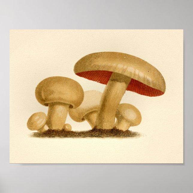 Vintager Pilz 1861 Kunstdruckerei Gelb Rot Poster (Vorne)