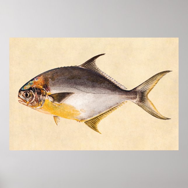 Vintager Pompanischer Fisch - Game Fish Template B Poster (Vorne)
