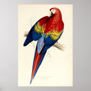 Vintager Red & Yellow Macaw Parrot von Edward Lear Poster