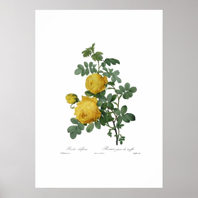Vintager Rosenstopp Poster (Vorne)