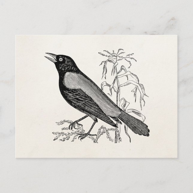 Vintager rostiger Krow-Blackbird - Retro-Vögel Postkarte (Vorderseite)