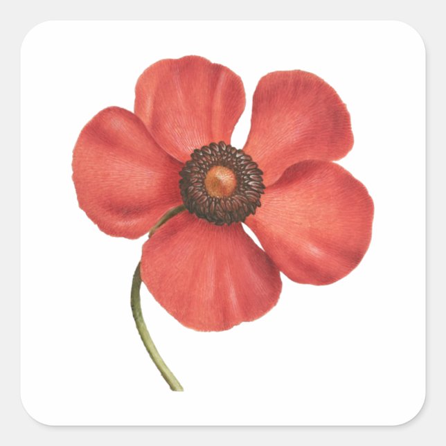 Vintager, roter Mohnbotanischer Aufkleber (Vorderseite)