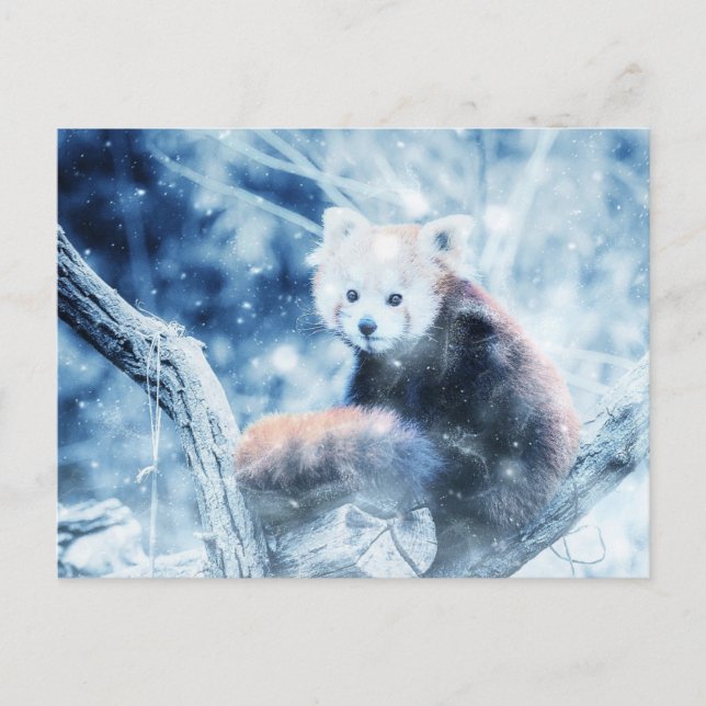 Vintager roter Panda im Schnee Feiertagspostkarte (Vorderseite)