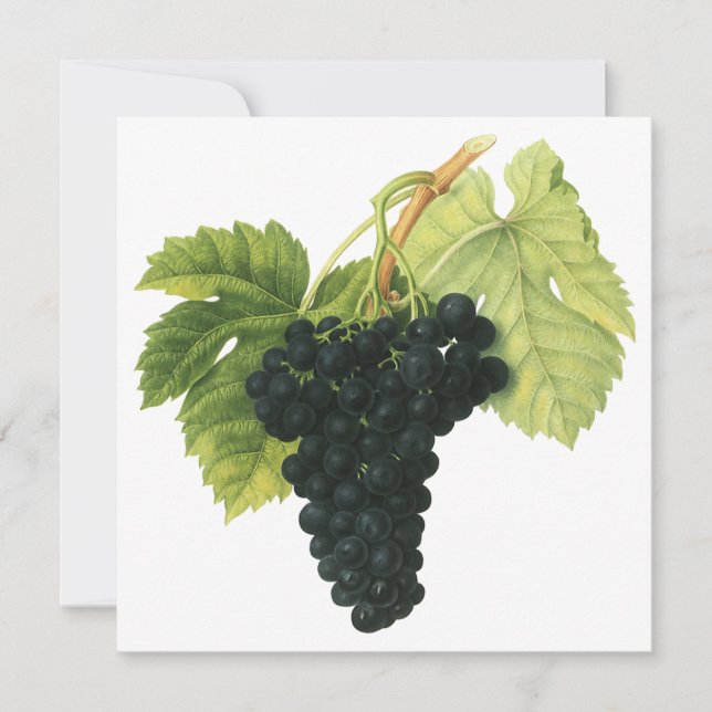 Vintager Rotwein, Bio Traubencluster, Lebensmittel (Vorderseite)