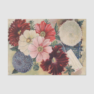 Vintager Saatkatalog Kosmos, Petunien, Aster Seidenpapier