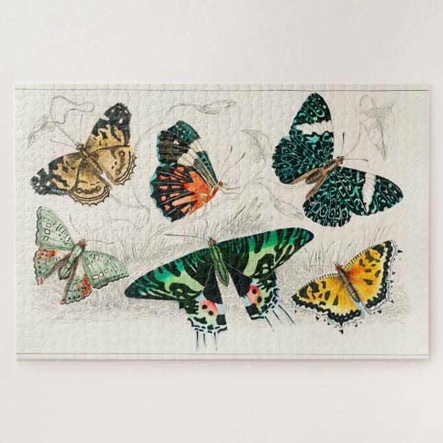 Vintager Schmetterling Alte Illustration Kunst (Horizontal)