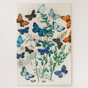 Vintager Schmetterling Papillon Alte Illustration