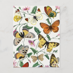 Vintager Schmetterling Postkarte