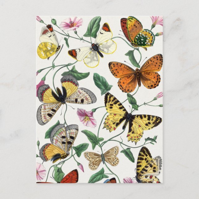 Vintager Schmetterling Postkarte (Vorderseite)
