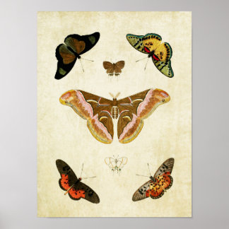 Vintager Schmetterling Print 039 Poster