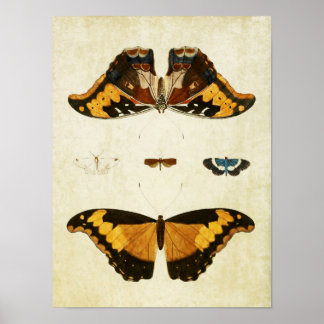Vintager Schmetterling Print 056 Poster