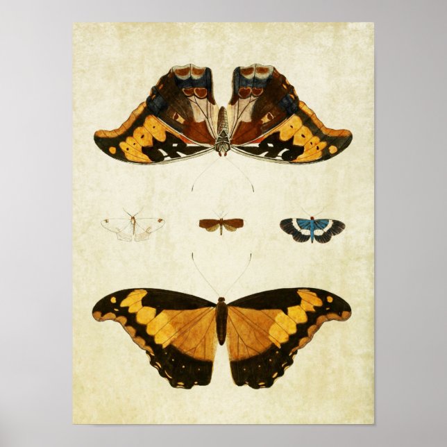 Vintager Schmetterling Print 056 Poster (Vorne)