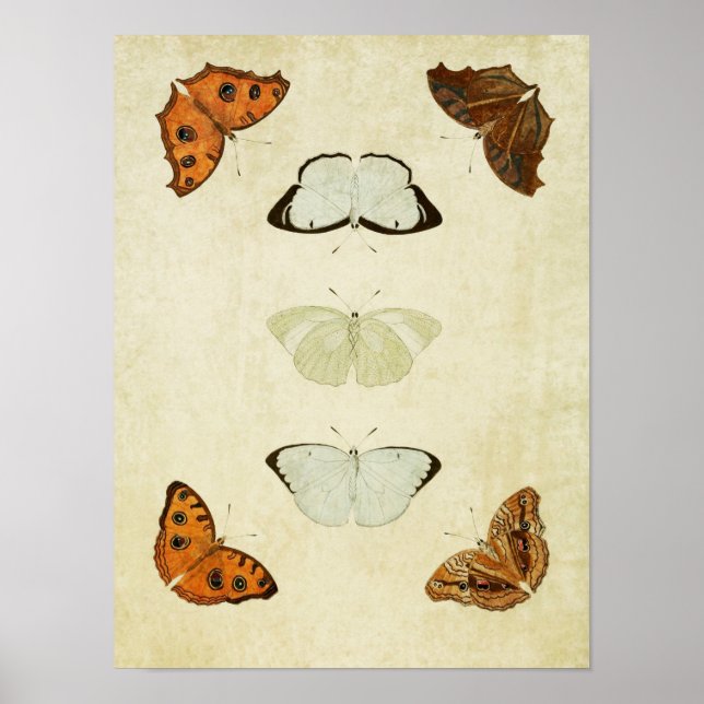 Vintager Schmetterling Print 058 Poster (Vorne)