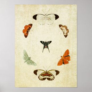 Vintager Schmetterling Print 063 Poster