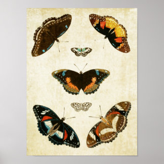 Vintager Schmetterling Print 067 Poster