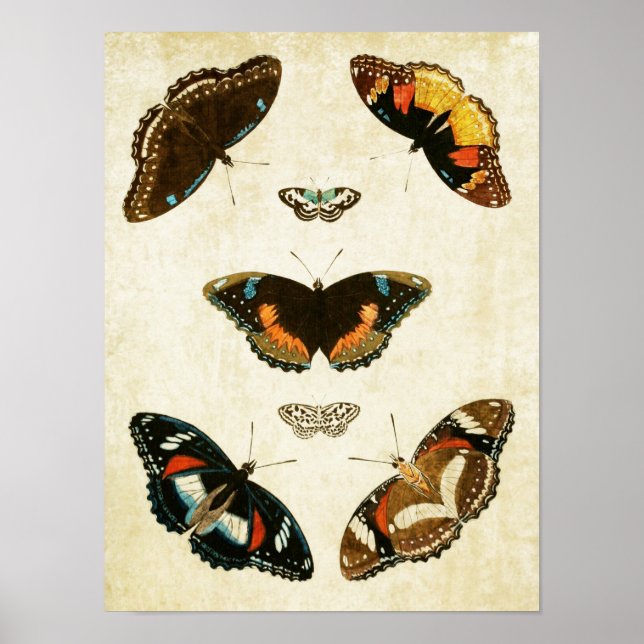 Vintager Schmetterling Print 067 Poster (Vorne)