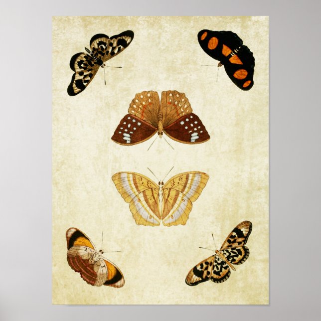 Vintager Schmetterling Print 081 Poster (Vorne)