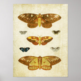 Vintager Schmetterling Print 117 Poster