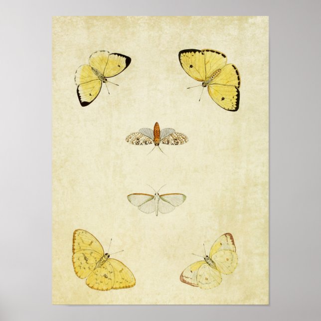 Vintager Schmetterling Print 120 Poster (Vorne)