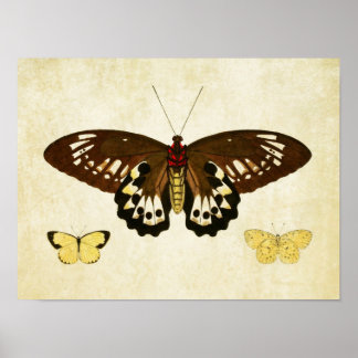 Vintager Schmetterling Print 124 Poster