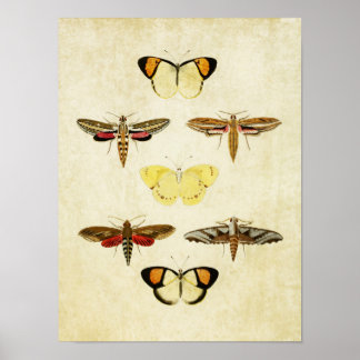 Vintager Schmetterling Print 125 Poster