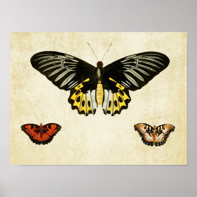 Vintager Schmetterling Print 135 Poster (Vorne)