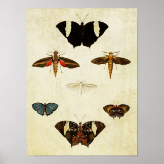 Vintager Schmetterling Print 137 Poster