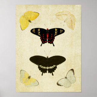 Vintager Schmetterling Print 141 Poster