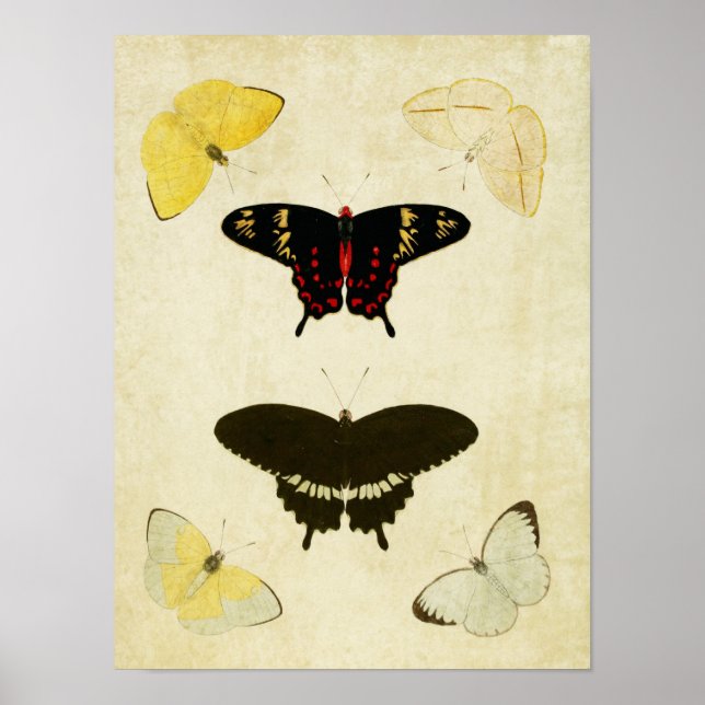 Vintager Schmetterling Print 141 Poster (Vorne)