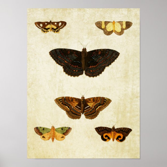 Vintager Schmetterling Print 172 Poster (Vorne)