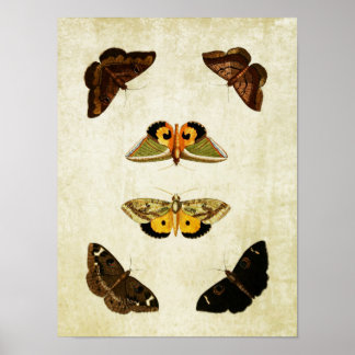Vintager Schmetterling Print 174 Poster