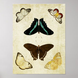 Vintager Schmetterling Print 187 Poster