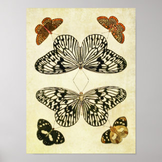 Vintager Schmetterling Print 193 Poster