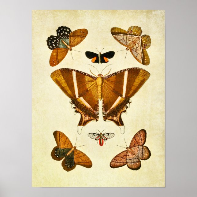 Vintager Schmetterling Print 198 Poster (Vorne)