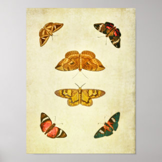 Vintager Schmetterling Print 227 Poster