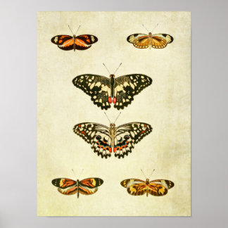 Vintager Schmetterling Print 232 Poster