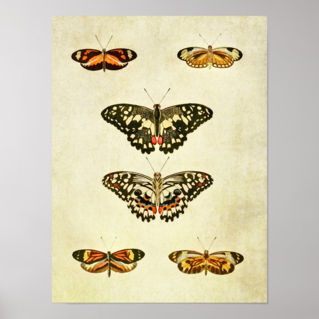 Vintager Schmetterling Print 232 Poster (Vorne)
