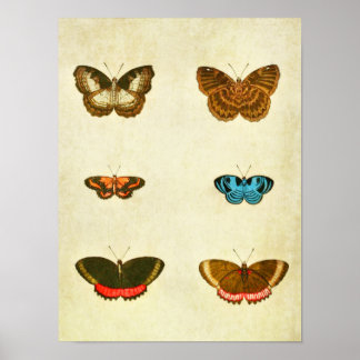 Vintager Schmetterling Print 236 Poster