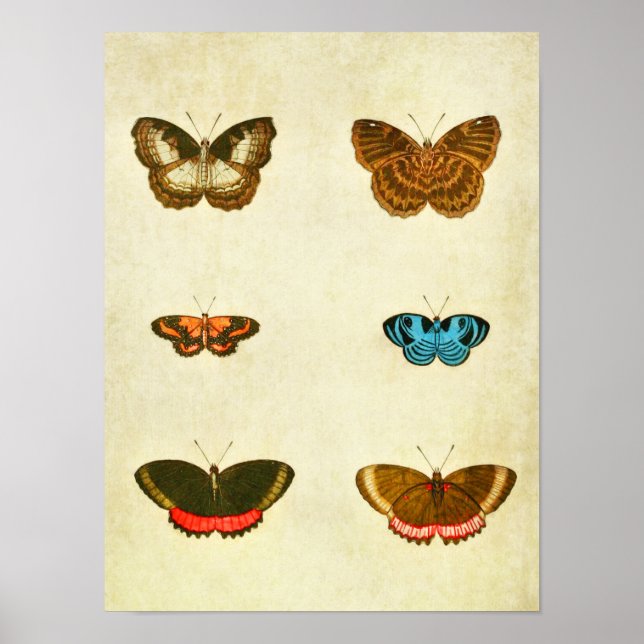 Vintager Schmetterling Print 236 Poster (Vorne)