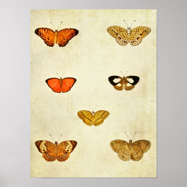 Vintager Schmetterling Print 238 Poster (Vorne)