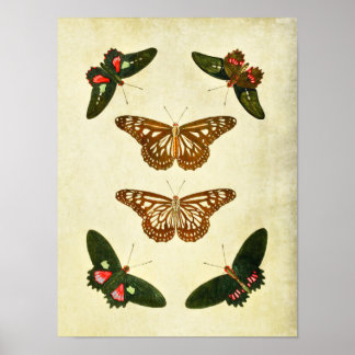 Vintager Schmetterling Print 279 Poster