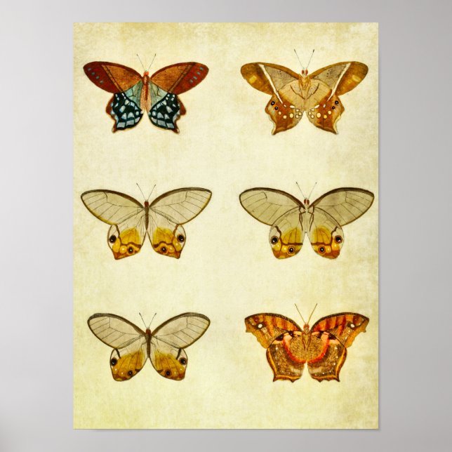 Vintager Schmetterling Print 291 Poster (Vorne)