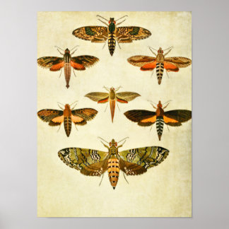 Vintager Schmetterling Print 301 Poster