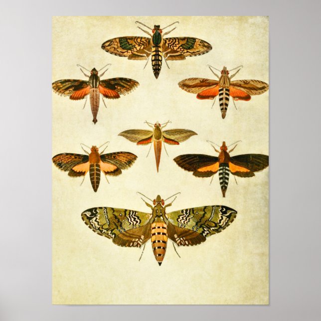 Vintager Schmetterling Print 301 Poster (Vorne)